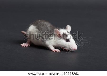 portrait of very small domestic black and white rat