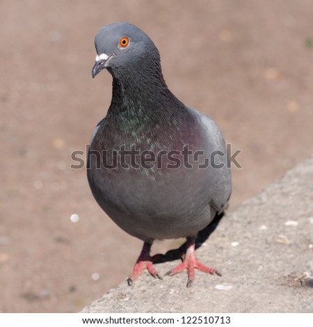 closeup portrait of a pigeon in a sunny day