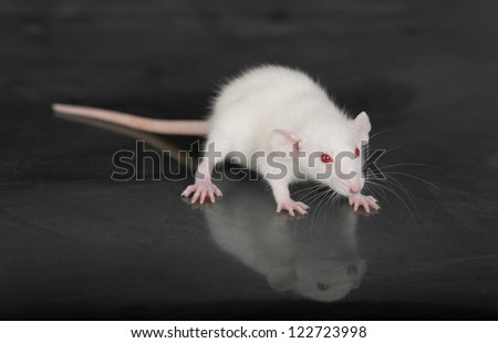 Small white rat on a glass table