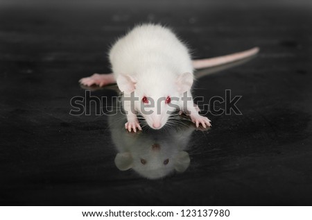 Small white rat on a glass table