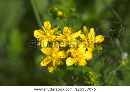 St. John\'s wort flowers in summer close up