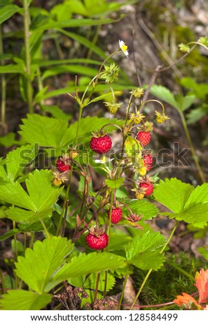 strawberry bushes in the forest close up