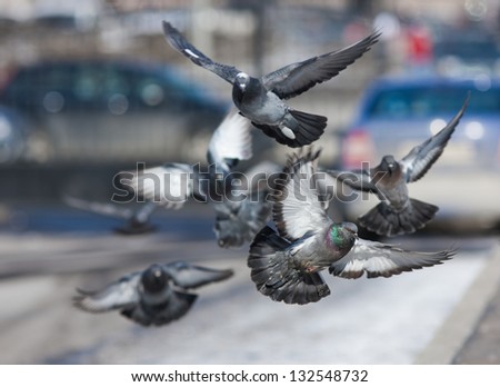 flock of pigeons flying over the street