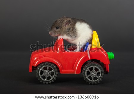 tiny baby rat on a toy car