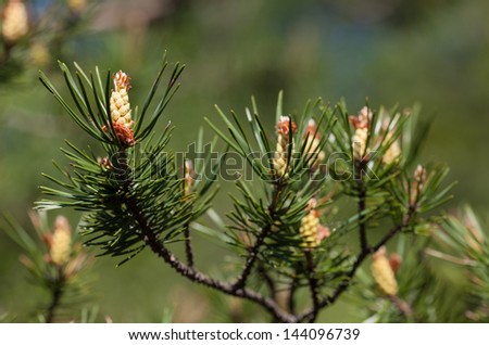 pine growth in late spring close up