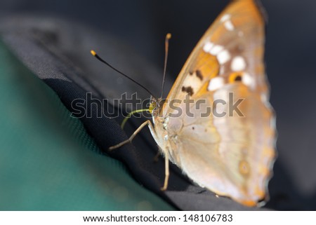 Butterfly close up on a backpack traveler