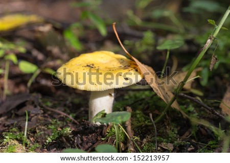 Yellow russula in the forest close up