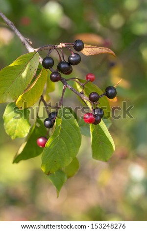 branch of bird cherry with ripe berries