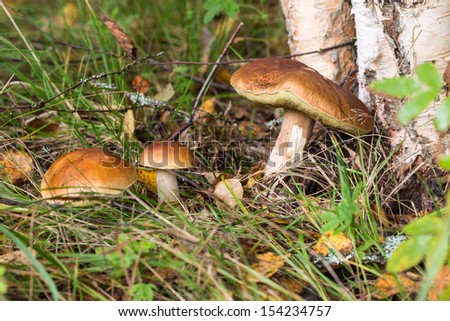 cep in the grass in the forest close up
