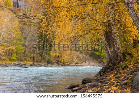 autumn landscape with the mountain river and yellow foliage