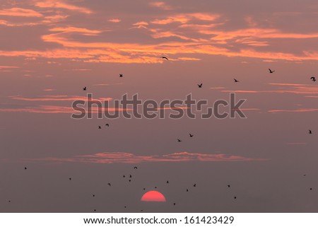 a flock of seagulls in flight at sunset