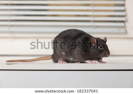 Black domestic rat on a white table