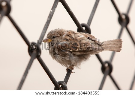 sparrow sits on a metal fence close up
