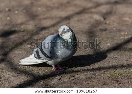 portrait of a pigeon sitting on the ground