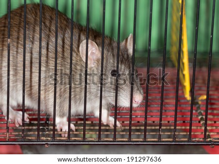 brown domestic rat in a cage close up