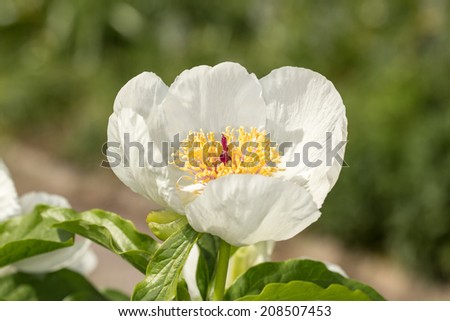 white peony in the garden close up (Paeonia wittmanniana)