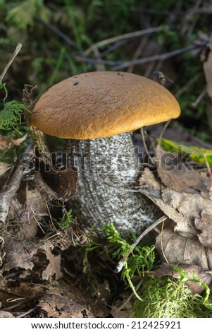 small orange-cap boletus mushroom in the forest close up