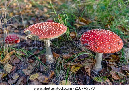 fly agaric in autumn forest close up