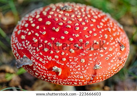cap mushroom in the autumn forest close up
