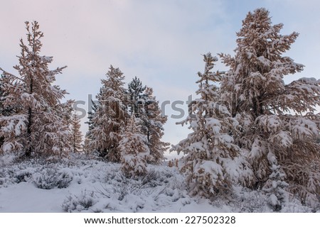 trees after snowfall in the early morning