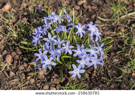 blue flowers chionodoxa in spring close up