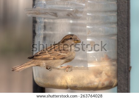 sparrow eating grains from a plastic feeder