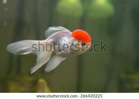 Red cap oranda goldfish in an aquarium closeup