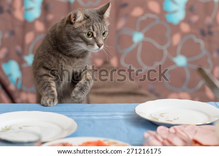 cat trying to steal some food from a dining table