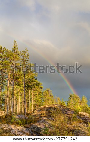 rainbow after the rain over the forest
