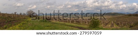 landscape with vineyards in the mountains of Crimea