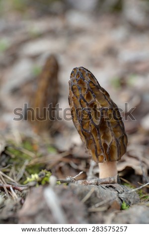 morel in the spring forest close up