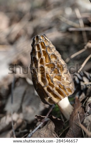 morel in the spring forest close up