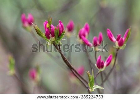 start blooming rhododendron close up in spring