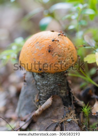 orange-cap boletus grew up in an anthill closeup