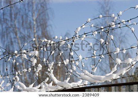 Barbed wire under a snow in Vyborg