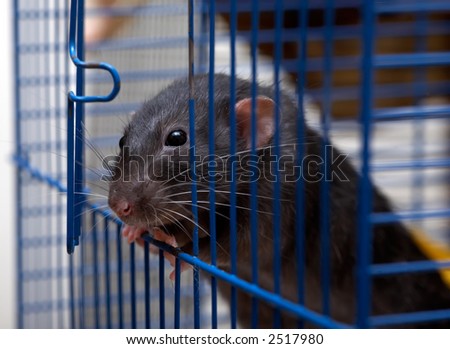 The clever house rat is going to get away from a cell