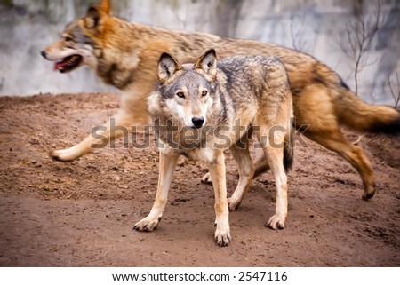 Two active wolves in a zoo in the city of Kiev