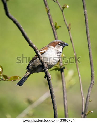 Sparrow on a green spring background