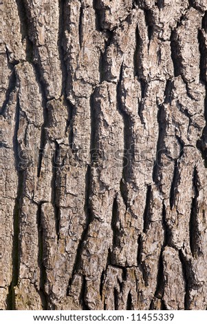 Structure of a bark of a tree close up