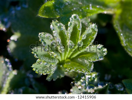 Dew on a grass in cold morning