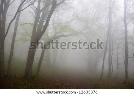 Morning dense fog in a mountain wood