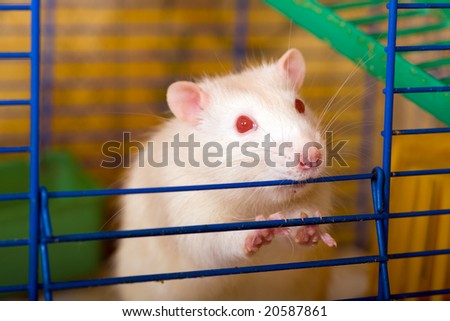 White rat with red eyes in the cage