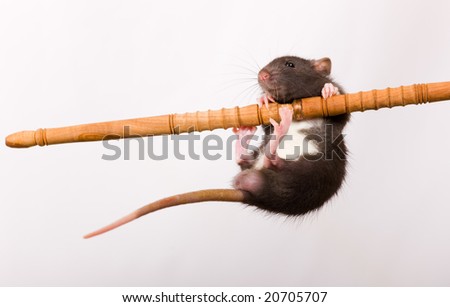 The funny  black baby rat pull itself up