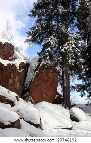 Winter landscape: granite rocks and firtree covered by snow