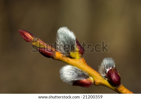 Branch Of A Pussy Willow With Furry Catkins In The Spring Stock Photo