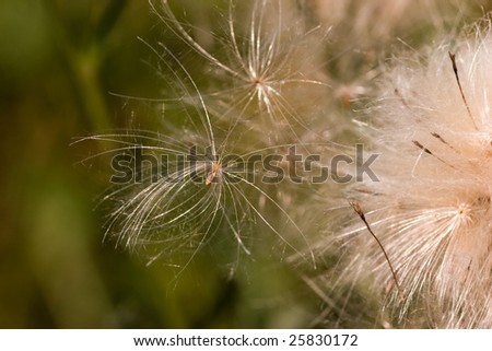 Ripe thistle seeds fly away from flower bowl