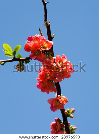 Blossoming branch of a pomegranate in the spring