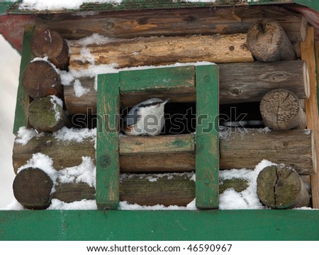 nuthatch in a window of a wooden small house-feeding