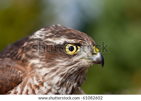 portrait of Pernis apivorus - bird from falcon group