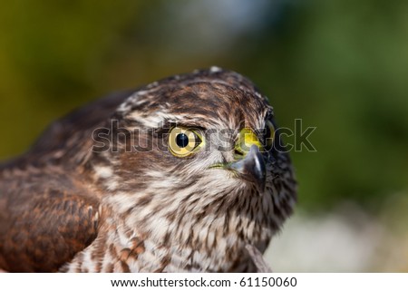 portrait of Pernis apivorus - bird from falcon group